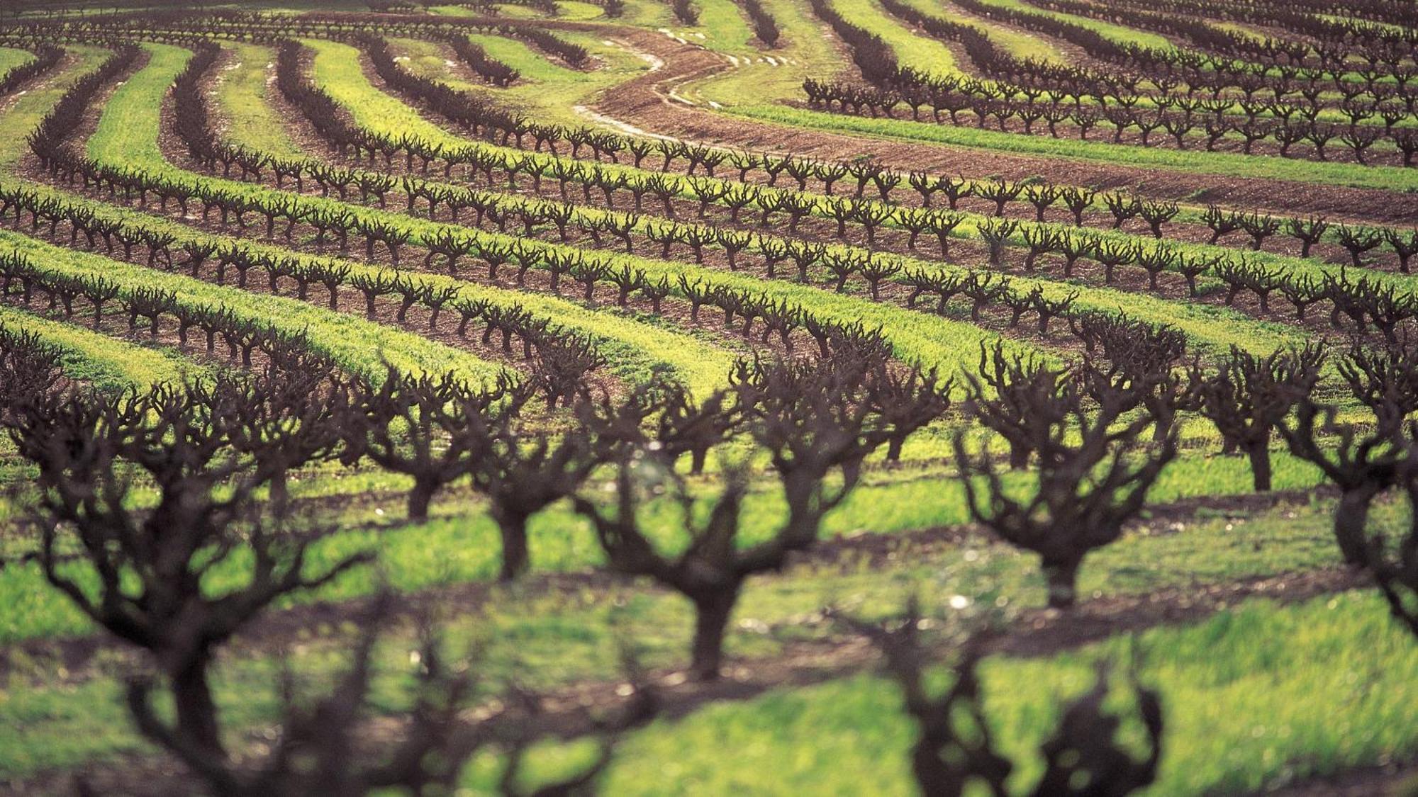 InterContinental Adelaide, an IHG Hotel Esterno foto Almond trees in California